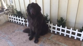 Big Dog Breaks Gate, Acts Like Nothing Happened