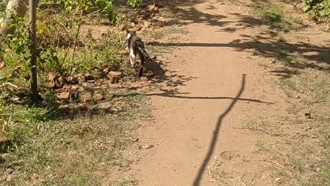 ferocious cat pounces on fish-eating monitor lizard