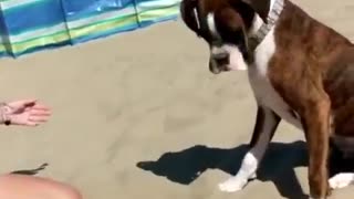 Sneaky Human Hides Ball Under Sand