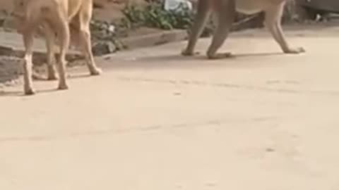 Funny, funny video, dog with monkey