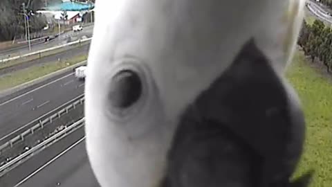 Curious Cockatoo blocks traffic camera in Queensland, Australia