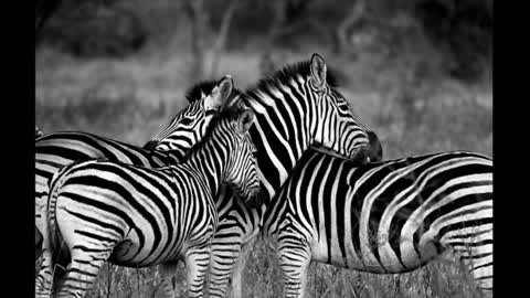 Zebra Life