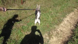 Husky puppy goes crazy trying to chase grasshoppers