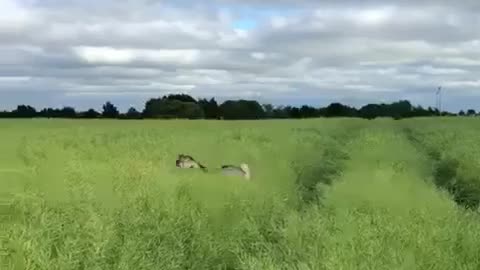 Malamute Dog Hops Like Bunny In Tall Grass