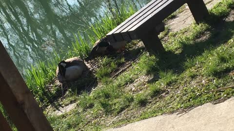 Nesting goose leers at ducks who decide to eat grass around her