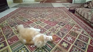 cat playing with rope