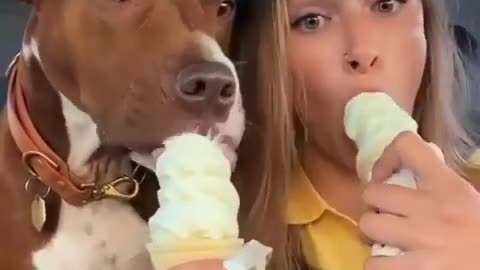 😍Cute and Funny Dog Compilation