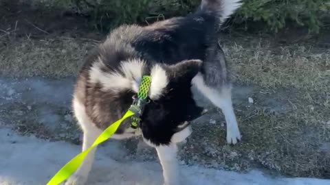 husky rejoices at the last snow, cools