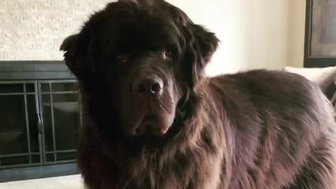 Sweetest Newfoundland ever demands your full attention