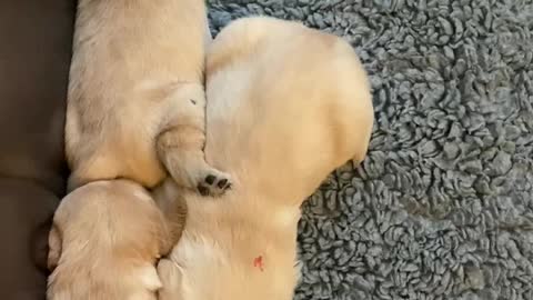 Lets huge each other puppy’s