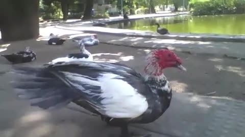 Duck knows that I'm recording, and starts flapping his wings in the park [Nature & Animals]