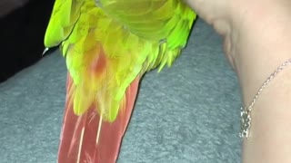 Bird Loves His Owner Soo Much
