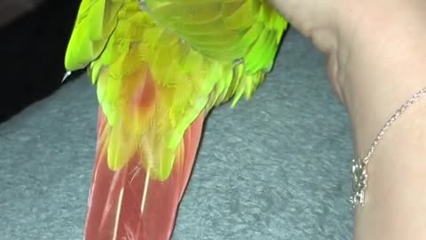 Bird Loves His Owner Soo Much