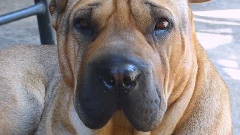 Red Shar Pei - 9492