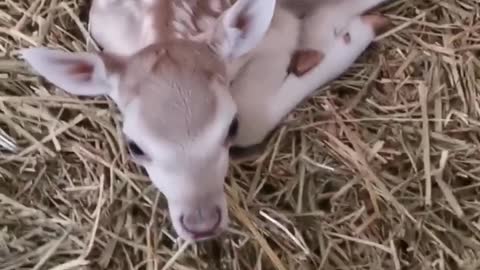 New baby deer in the zoo.