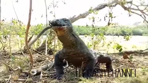 komodo dragon swallows monkey whole