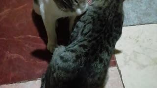 Cats Love (brothers)