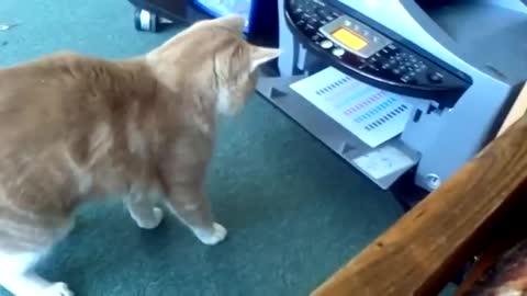 Cat & Printer Fight