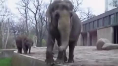 Elephant jump video