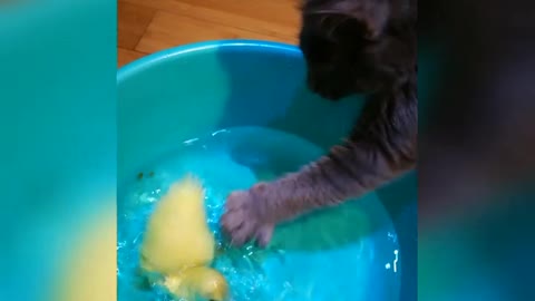 Ducky's best friend