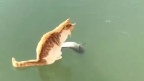A Cat Hunting the fish