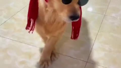 #dogs #dog #dogsoftiktok #petlover #dogcute 🐕💃😝😂 → #dogsfunny