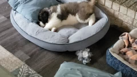 8wk old silly st.bernard