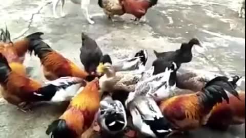 Chicken vs dog fight : funny video