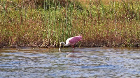 Spoonbill Cleaning Up in the River