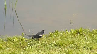 Is this Red-Winged Blackbird calling a mate?