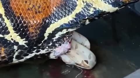 Ever seen a snake give birth? 🐍