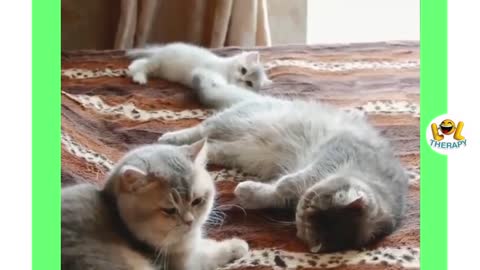 Cute video with kittens ever