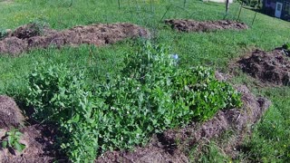 Catskills Hay Bale Garden in first week of June 2021