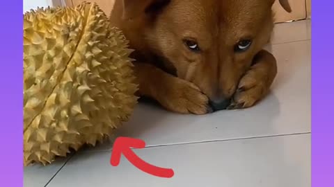 Cute dog and funny video compliation.