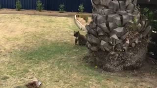 Koala Takes Leap of Faith