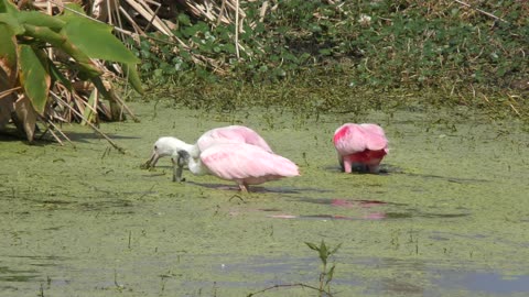 Roseate Spoonbills feeding in the swamp