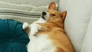 Corgi Decides Against Leaving Couch