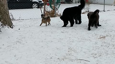 Newfie in the cold