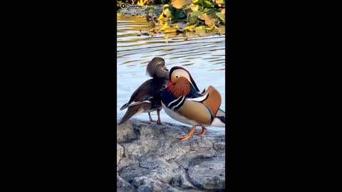 Doggy and birds beautiful video