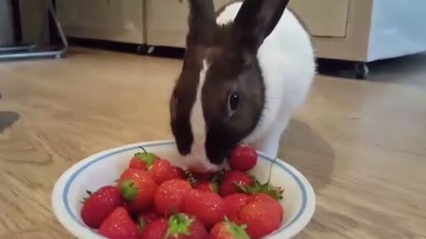 CUTE RABBIT BUNNY EATING BERRIES FUNNY