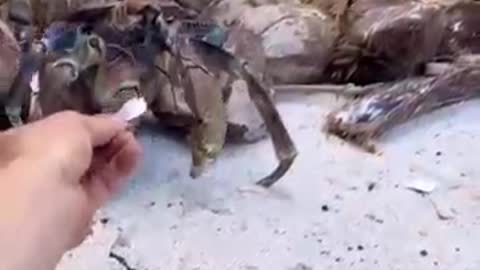 How to feed coconut crabs