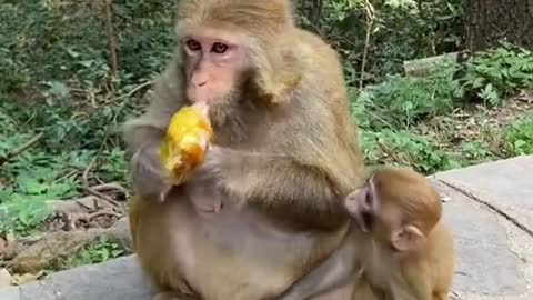 monkey mother who doesn't want to share with her child