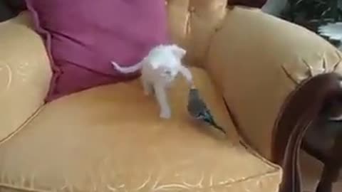 angora cat and parrot his partner, it's time for a game