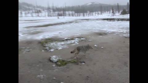 Close Encounter with a Coyote at Yellowstone