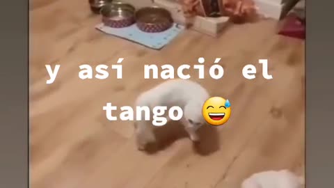 Así nació el tango 😁