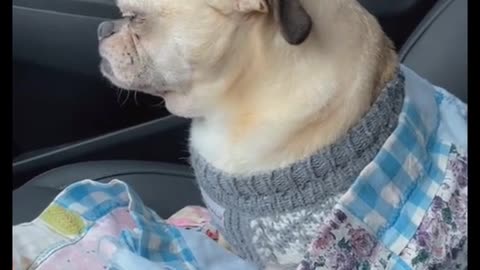Cold Weather Makes Dog Cranky