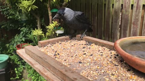 Starlings & Jackdaw