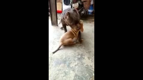 Two American Pitbul playing ,Beautiful Dog playing,