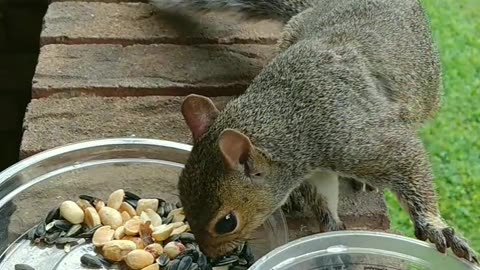 Funny squirrel checking her food in the basket 🧺🐿️ and dropped her Cheerios 😍.