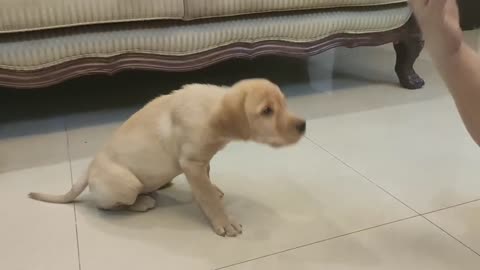 puppy training movement...